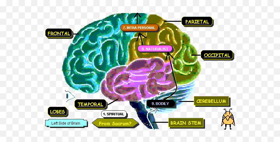 Cerveau - Brain Emoji,Brain Emotion Gif