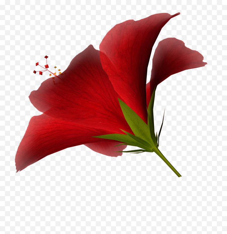 High Resolution Clip Art - Clipart Best Flower High Quality High Resolution Emoji,Hawaiian Flower Emoticon