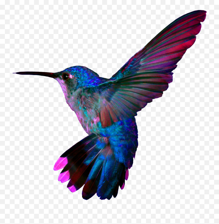 Turquoise Flying Hummingbird Png File Png Mart Emoji,Fly High Bird Emoji