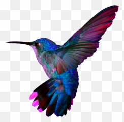 Turquoise Flying Hummingbird Png File Png Mart Emoji,Fly High Bird Emoji