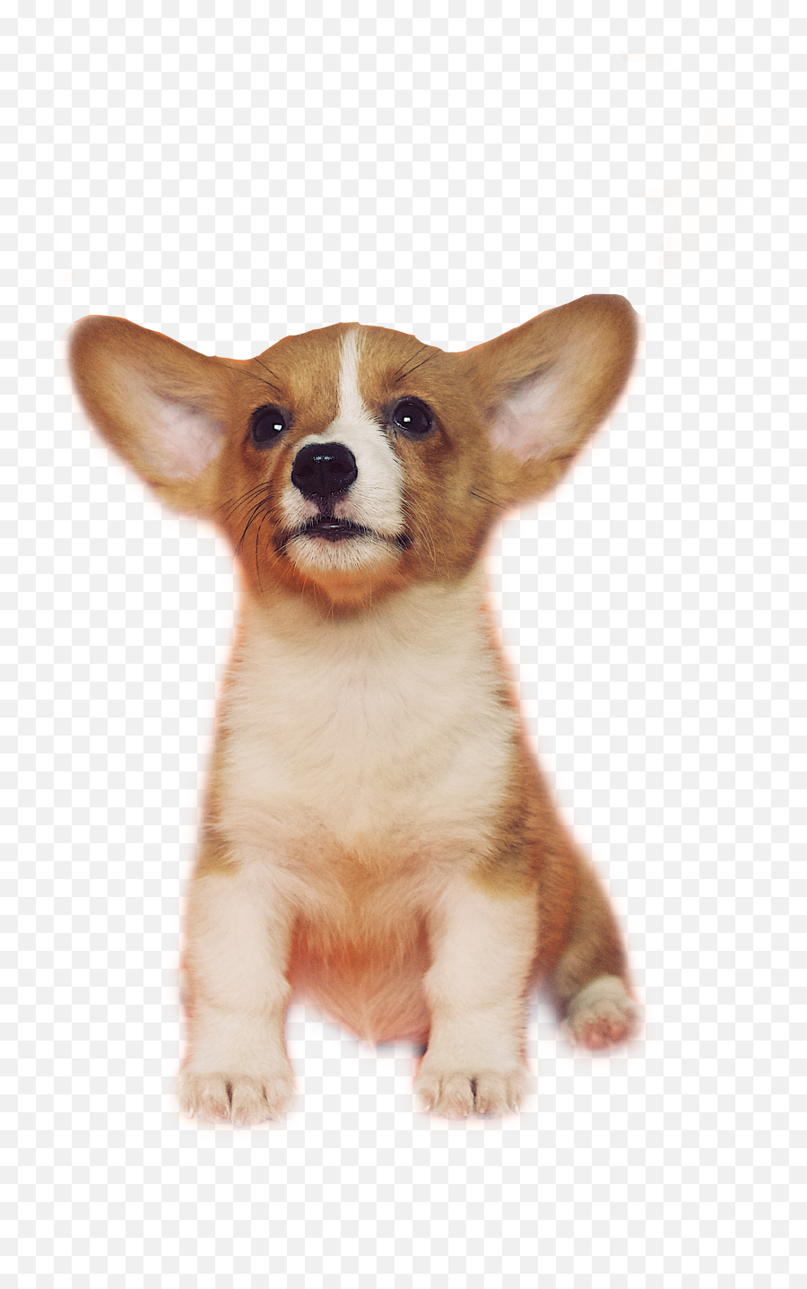 The Most Edited - Corgi Puppies Transparent Background Emoji,Corgi Emoji