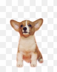 The Most Edited - Corgi Puppies Transparent Background Emoji,Corgi Emoji