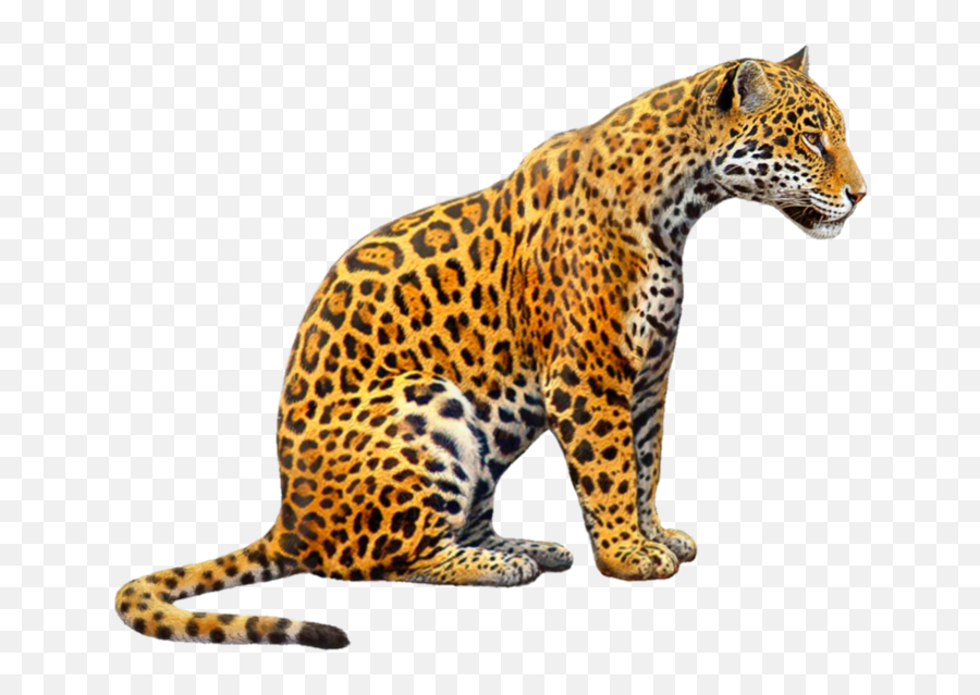 Jaguar Jagger Jaguars Tiger Tigers - Woodland Park Zoo Emoji,Jaguar Emoji