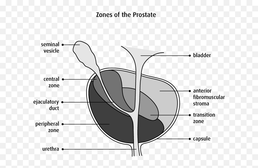 The Prostate - Canadian Cancer Society Peripheral Zone Of Prostate Emoji,Emotions Zones