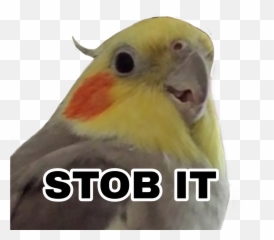 Birb Sticker - Birb Sticker Emoji,Birb Emoji