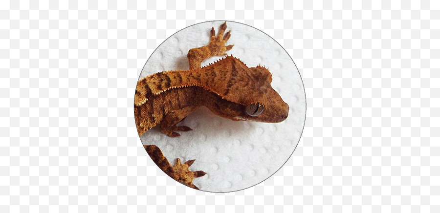 Katts Kritters - House Geckos Emoji,What Does Color Say About Crested Geckos Emotion