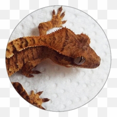 Katts Kritters - House Geckos Emoji,What Does Color Say About Crested Geckos Emotion