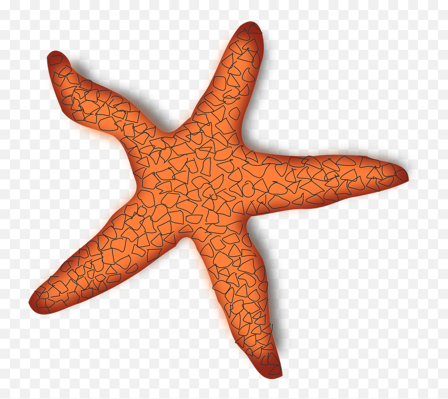 Starfish Marine Creature - Red Starfish Png Emoji,Starfish Emoticon For Facebook