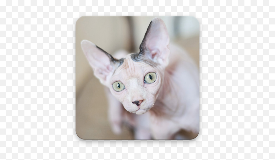 Sphynx Cat Wallpapers 10 Apk Download - Comstahmoby Emoji,Siamese Cat Emojis