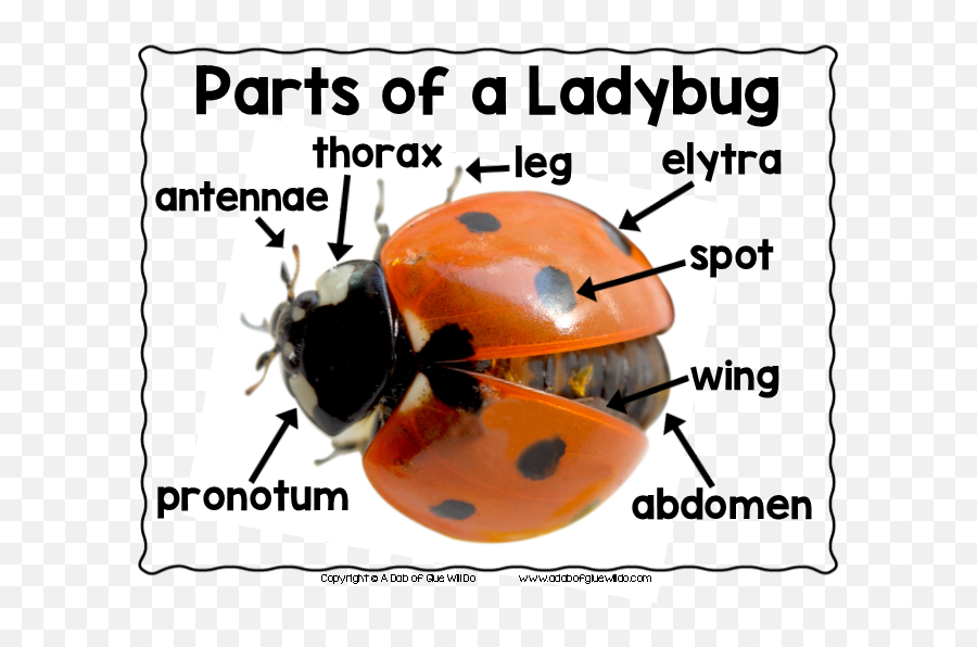 Ladybug Animal Study Emoji,You've Had Enough Emotions Today Ladybug