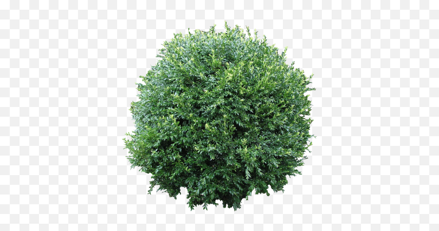 Download Bushes Free Png Transparent - Bush Transparent Emoji,Shrub Emoji