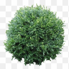 Download Bushes Free Png Transparent - Bush Transparent Emoji,Shrub Emoji