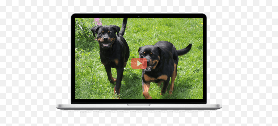 How To Improve Your Dog And Catu0027s Relationship And Stop Your Emoji,Videos Of Dogs Emotions