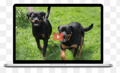 How To Improve Your Dog And Catu0027s Relationship And Stop Your Emoji,Videos Of Dogs Emotions