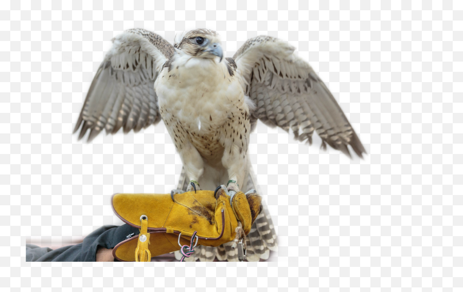 Falcons Falcon Sticker - Falcon Emoji,Falcons Emoji