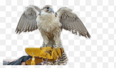 Falcons Falcon Sticker - Falcon Emoji,Falcons Emoji