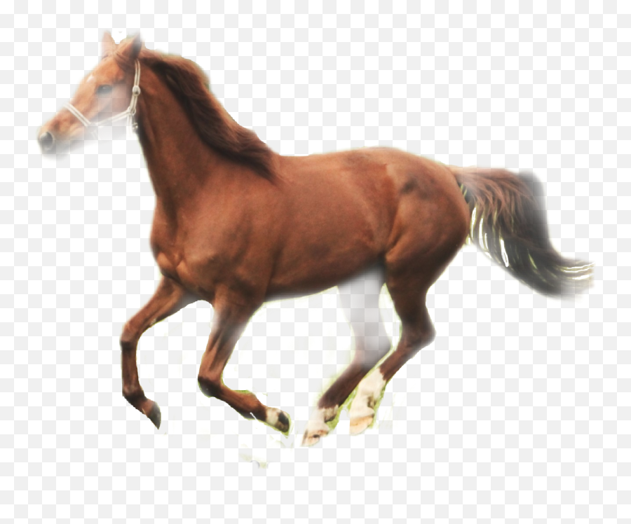 Horse Sticker - Animal Figure Emoji,Horse Emoji App