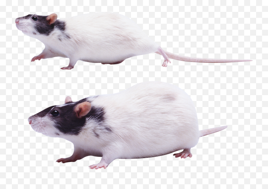 44 Mouse Png Images Are Free To Download Emoji,White Rat Emojie
