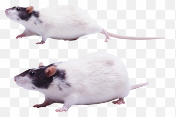 44 Mouse Png Images Are Free To Download Emoji,White Rat Emojie