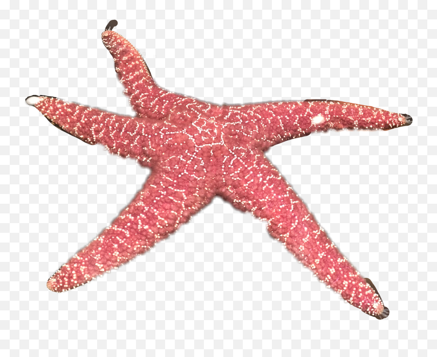 Starfish Sea Freetoedit Sticker By Lilian Hairapetian - Starfish Emoji,Starfish Emoji