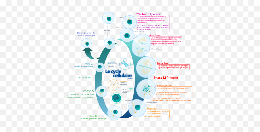 Massive Cancer Genome Study Reveals How - Happens In The Interphase Of The Cell Cycle Emoji,Scienmag Interpreting Emotions