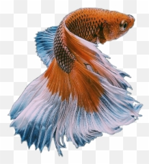 The Coolest Fish Stickers - Red Chilli Mosaic Guppy Price Emoji,Spyglass And Fish Emoji
