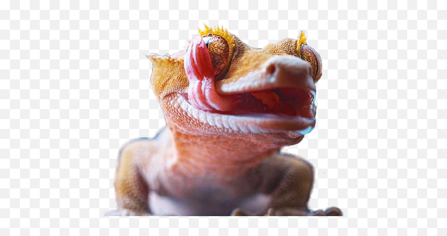 Eye Lickin Geckos Emoji,What Does Color Say About Crested Geckos Emotion