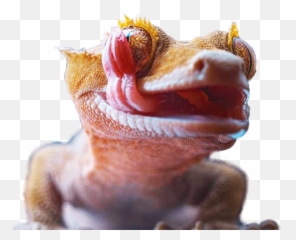 Eye Lickin Geckos Emoji,What Does Color Say About Crested Geckos Emotion