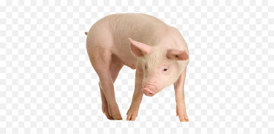 Pig Snout Pink M - Pig Png Download 800800 Free Pig Png Emoji,Whatsapp Emoticon Pig Snoot