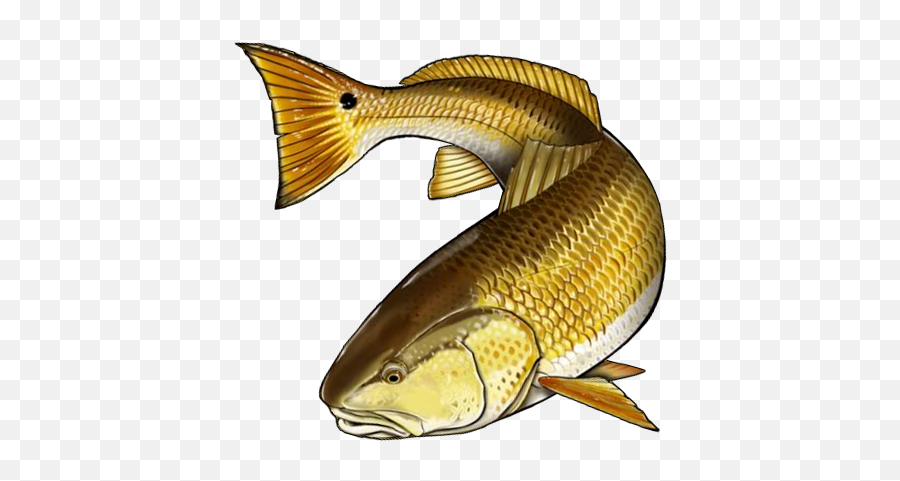 7 Redfish Clipart - Preview Redfish Fish Vect Hdclipartall Emoji,Fish Bones Emoticon