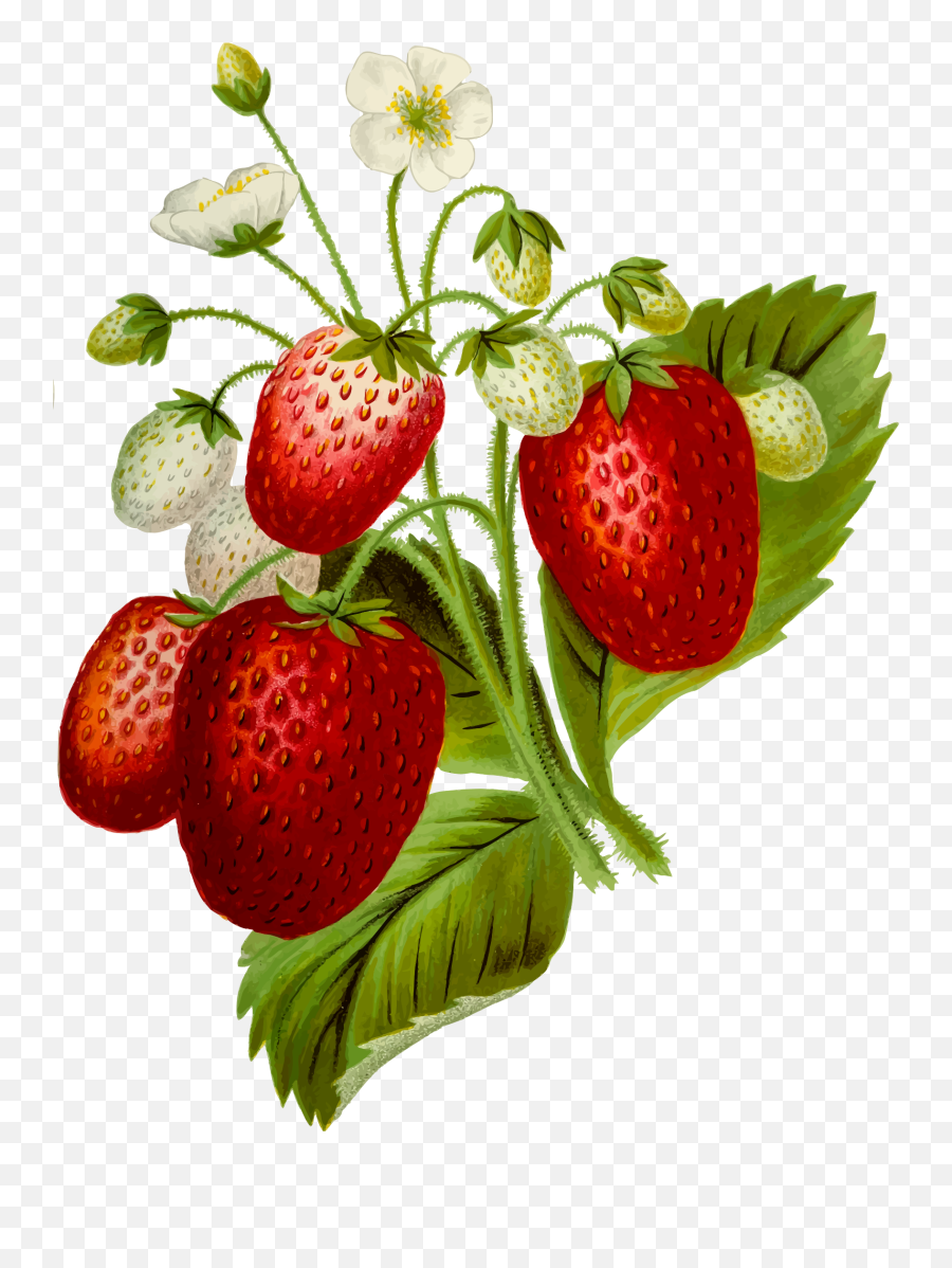Giclee Strawberries Clip Art Image - Clipsafari Emoji,Leafy Greens Emoji