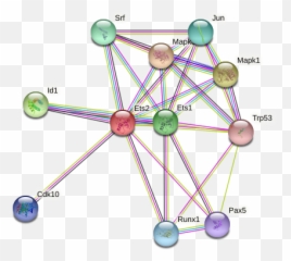 Ets2 Protein Mouse - String Interaction Network Dot Emoji,Emotion Sensing Cat Ears