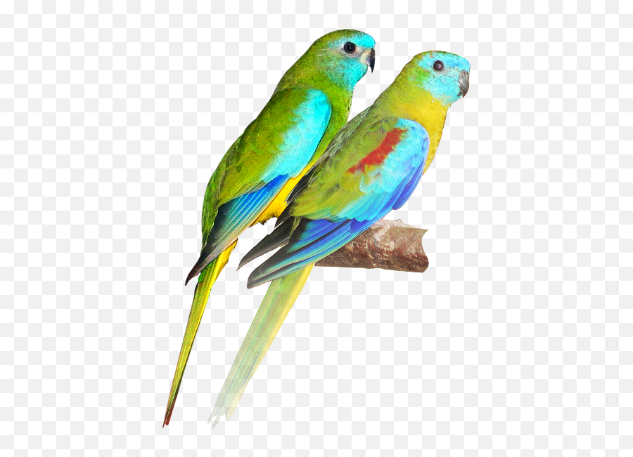 Gavriella Gunter - Australian Parrots Png Emoji,Parakeet Emoji