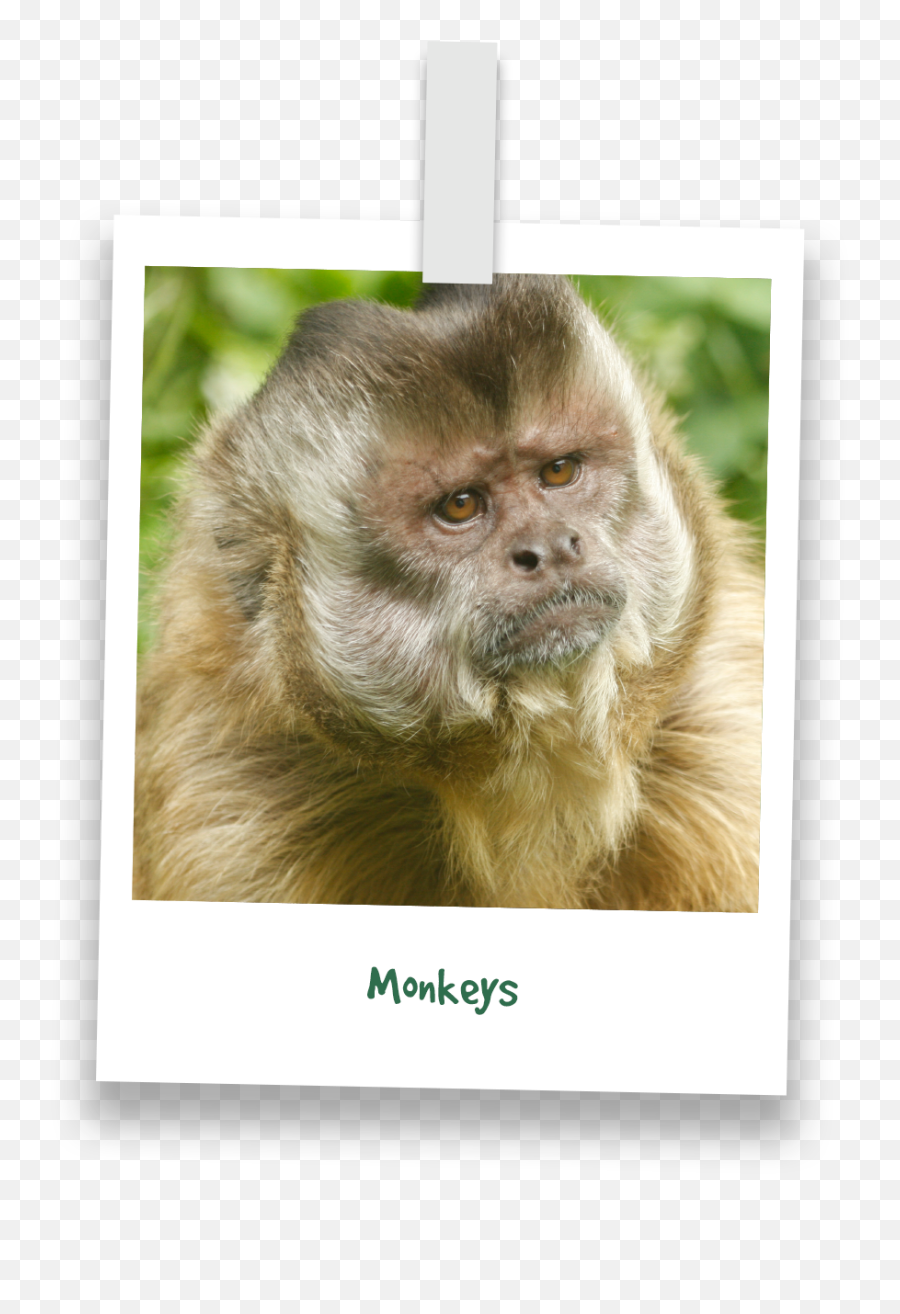Monkeys - Picture Frame Emoji,Emotion Pets Monkey