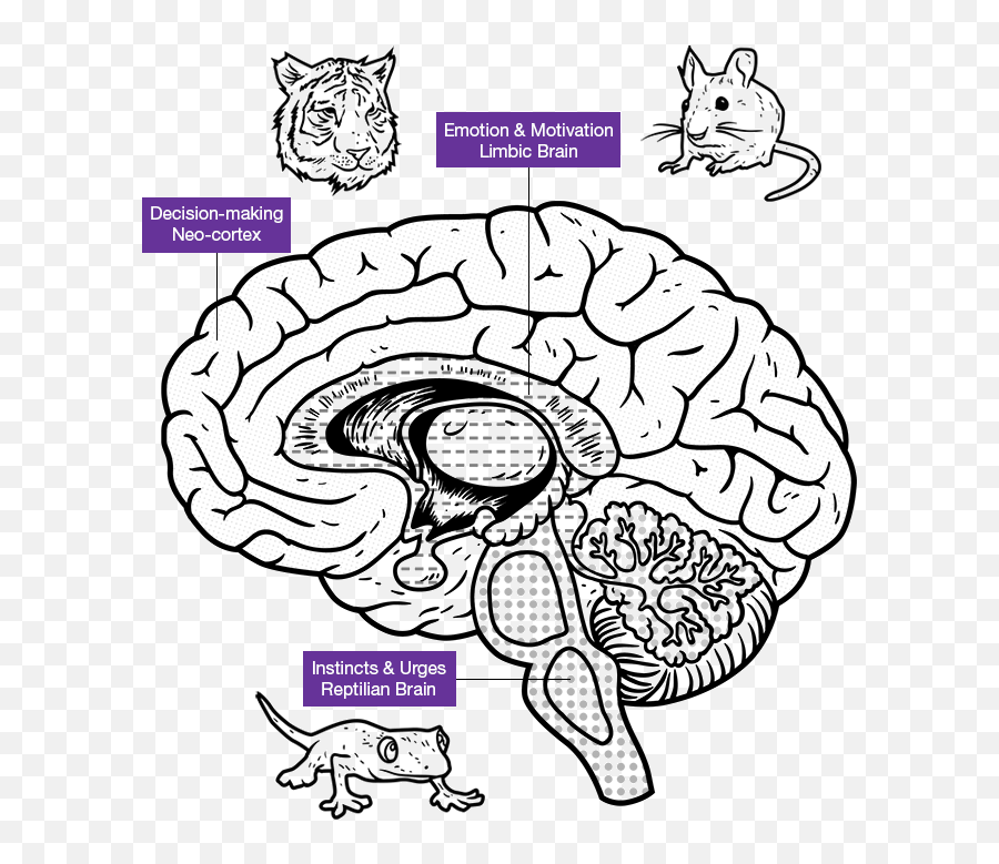 Trauma The Architecture Of The Brain - Structures Limbiques Du Cerveau Humain Emoji,Logic Brain Emotion Brain Kids