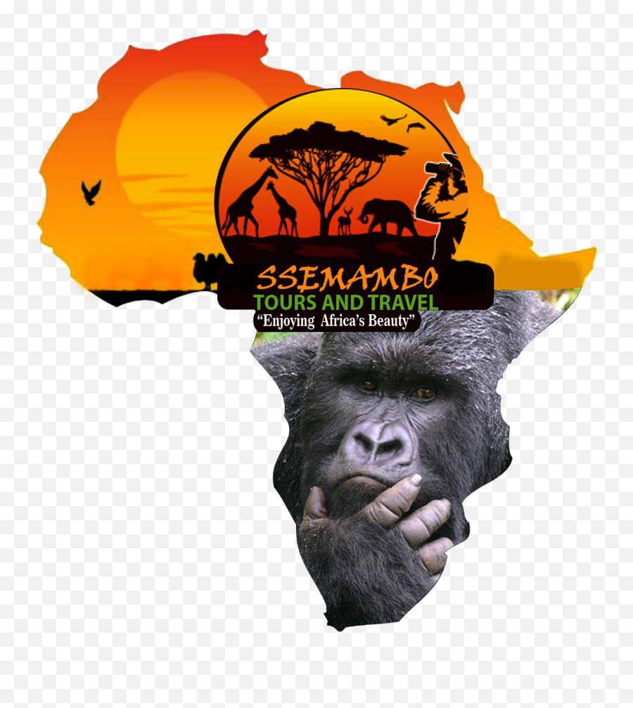 Uganda Gorillas Trekking - Lucky Dube African Map Emoji,Barred Teeth Chimpanzee Emotion
