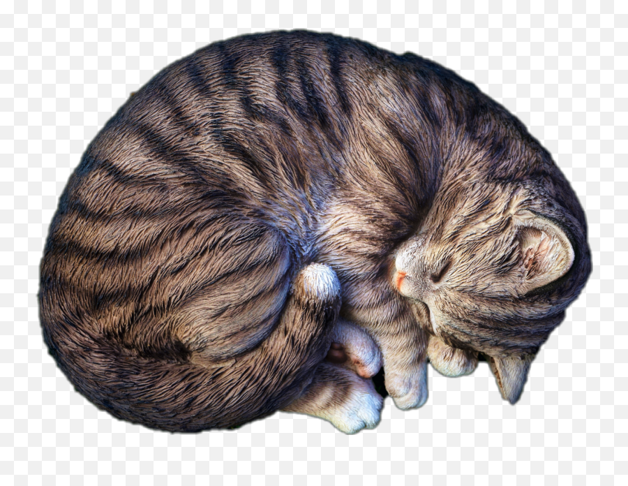 Cat Sleep Sleeping Jhyuri Sticker - Sleep Emoji,Sleeping Cat Emoji