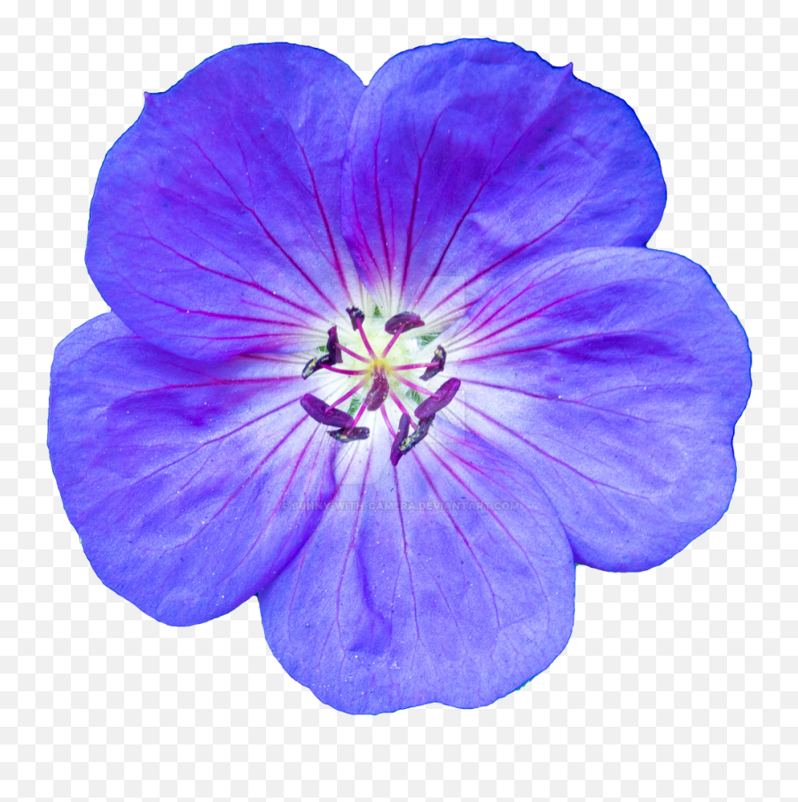 Violet Flower Png Transparent Images Png All - Transparent Blue Violet Flower Emoji,What Emotions Tell Us About Time Droit Violet