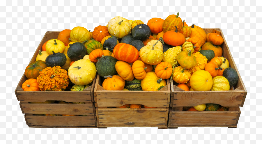 Lots Of Pumpkins In Wooden Boxes For Halloween Free Image Emoji,Thanksgiving Food Emotions