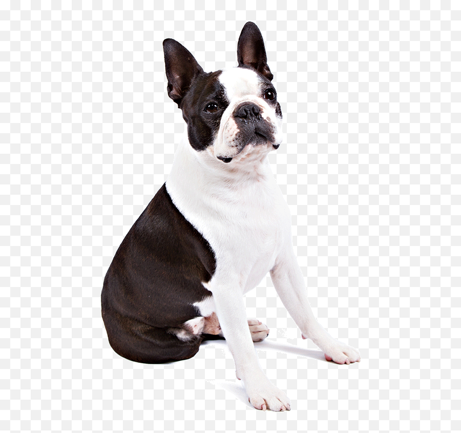 Boston Terrier Dog Breed Information Boston Terrier Emoji,French Bulldog Emoticon Butt