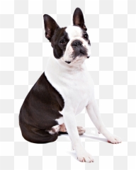 Boston Terrier Dog Breed Information Boston Terrier Emoji,French Bulldog Emoticon Butt