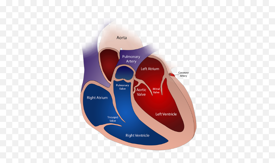 Superior U0026 Inferior Vena Cava Function U0026 Location What Emoji,What Does Heart Wall In Emotion Code