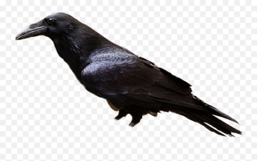 Raven Bird Gothic Ravens Sticker By Sam - Raven Bird Emoji,Raven Emoji