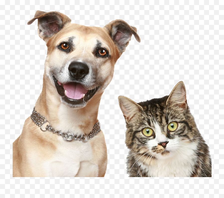 Download Pet Sitting Puppy Dog Cat Free - Transparent Dog And Cat Png Emoji,Dog Emoticon Package Download Free
