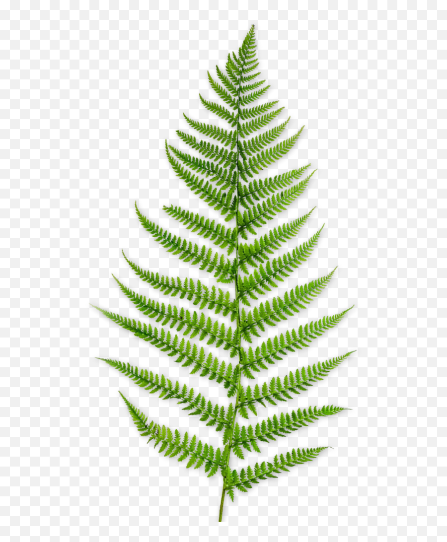 Plant Plants Fern Sticker - Vertical Emoji,Emojis Relating To Fern