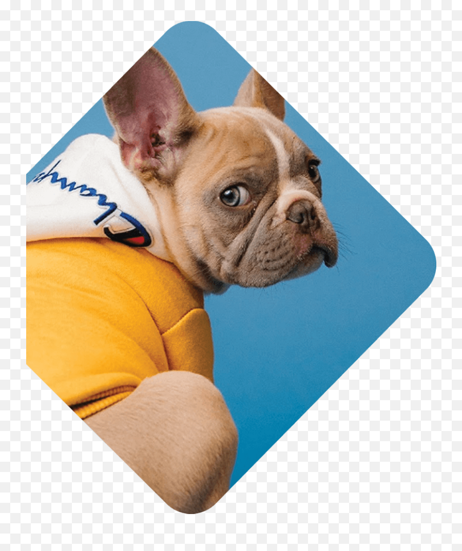 Veterinary Medical Services - Primary Wellness U0026 Urgent Machine Learning Street Talk Logo Emoji,Bbc Dogs Emotions