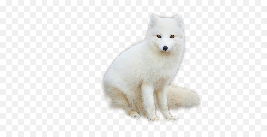 Arctic Fox Png Resolution640x427 Transparent Png Image - Arctic Fox Png Emoji,Fox Emojis Transparent Background
