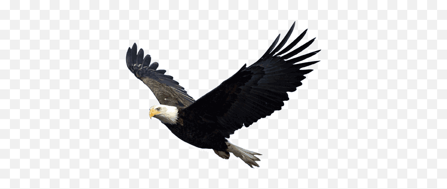 Eagle Png Image Free Download - Eagle Png Emoji,Bald Eagle Emoji