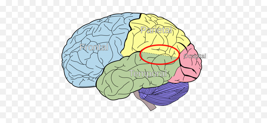 Out - Ofbody Experiences Neuroscience Or The Paranormal Emoji,Emotions Leave The Body By Being Felt