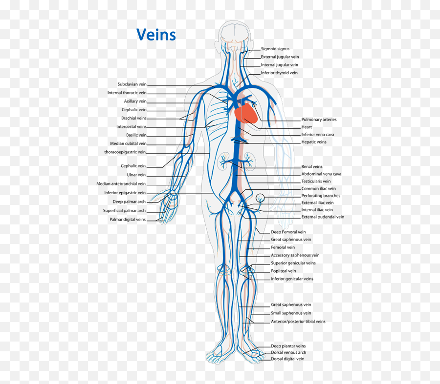 Human Anatomy For Health U0026 Wellness Unit Plan - Veins Of The Human Body Unlabeled Emoji,Emotions Word Bank